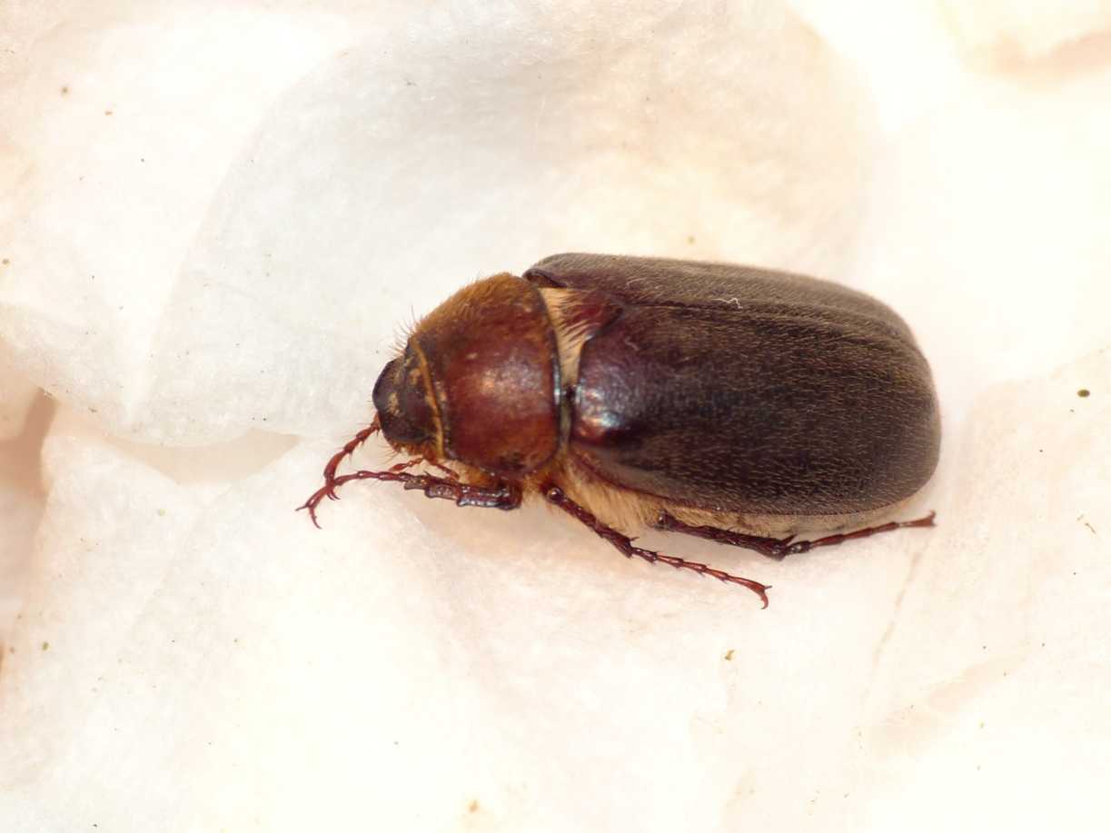 Amphymallon sp.?